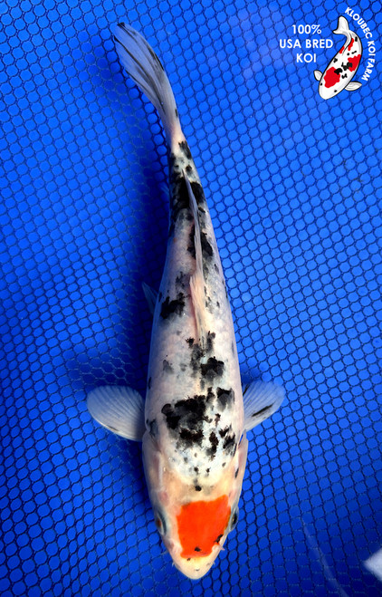 8" "Ladybug" Tancho Sanke Koi #J62514(X38)