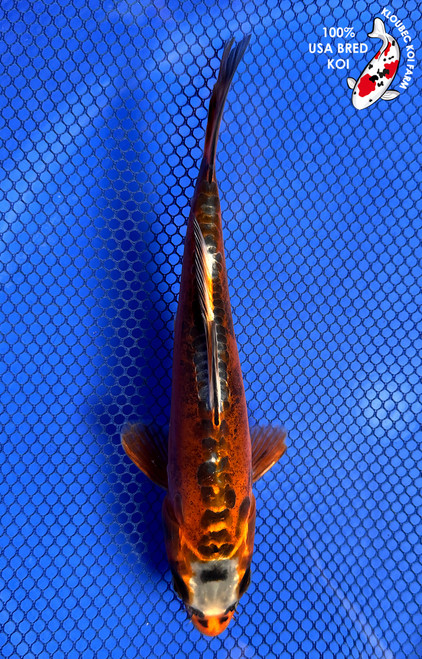Red Koi Fish | Showa, Benigoi & Kohaku Koi | Kloubec Koi Farm