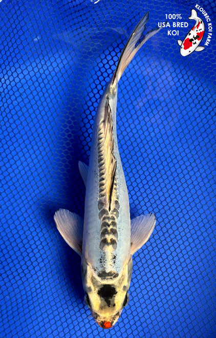 9.5" "River" Shusui Koi #J62522(X27)