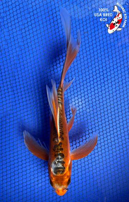 7" "Phoenix" Shusui Butterfly Koi #J62525(X27)