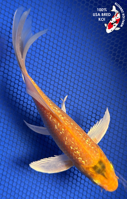7" "Buttercup" Gin Rin Kigoi Butterfly Koi #J62527(X27)