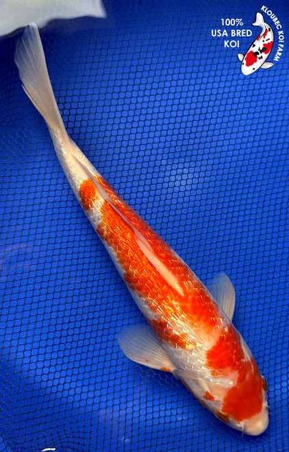 11" "Firecracker" Gin Rin Kohaku Koi #J62529(X47)