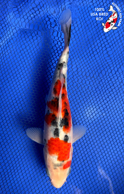 8.5" "Liberty" Sanke Koi #J62530(X47)