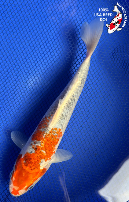 9.5" "Amber" Kujaku Koi #J62531(X47)