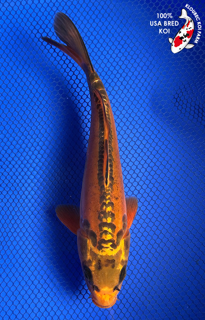 9.5" "Rusty" Aka Shusui Koi #J62532(X47)