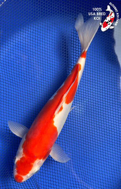 10.5" "Glory" Doitsu Kohaku Koi #J62533(X47)