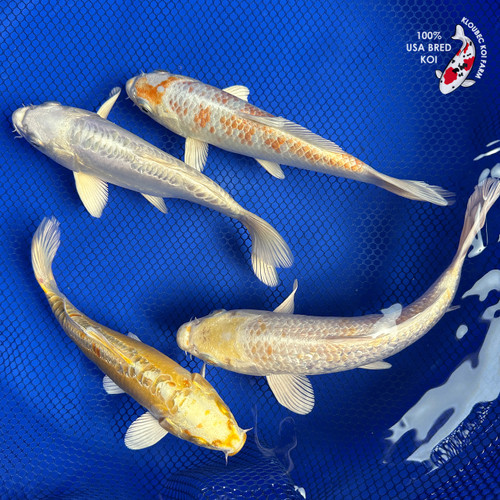 (4) 7-9" Koi "Summer Glow Pack" #J62536(X6)
