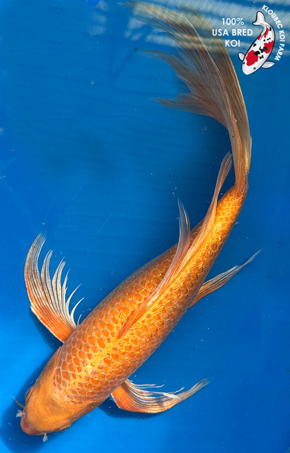 15" "Blaze" Gin Rin Orenji Ogon Butterfly Koi #J1622(S2)