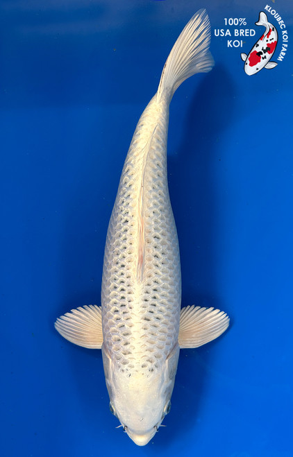 18" "Sterling" Gin Matsuba Koi #J11419(S2)