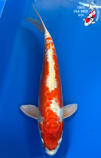 16.5" "Dahlia" Kikusui Koi #J11417(S2)