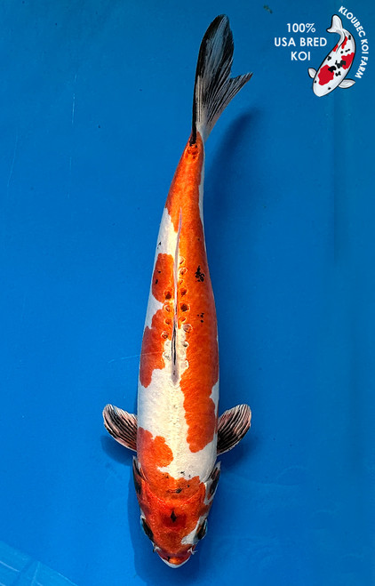 13" "Raven" Beni Kin Kikokuryu Koi #J1147(P6)