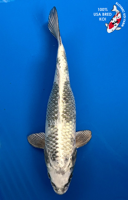 14.5" "Titanium" Gin Shiro Utsuri Koi #J1146(S2)