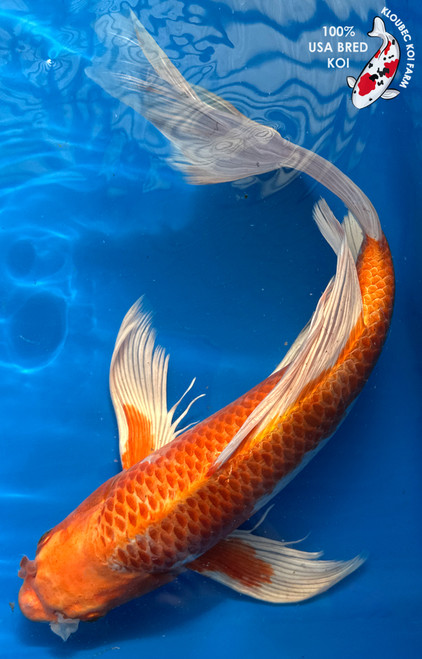 17" "Aurelia" Hariwake Butterfly Koi #J1921(S2) 