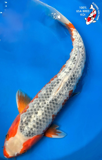 18" "Uncle Sam" Asagi Koi #K92211(S1)