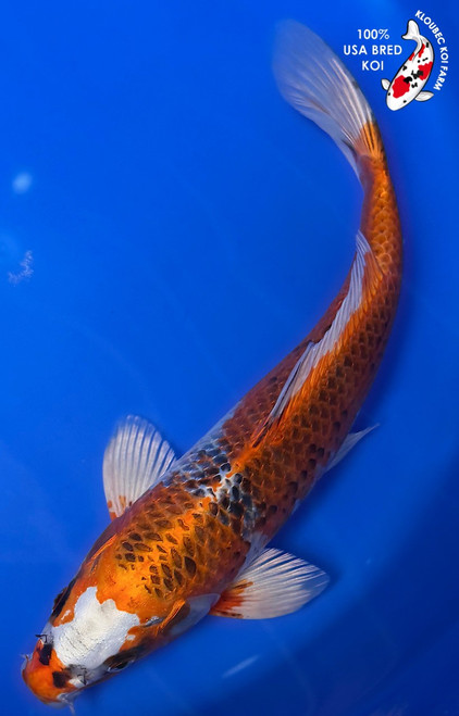 Shop Koi Varieties | Find Japanese Koi by Type | Kloubec Koi Farm