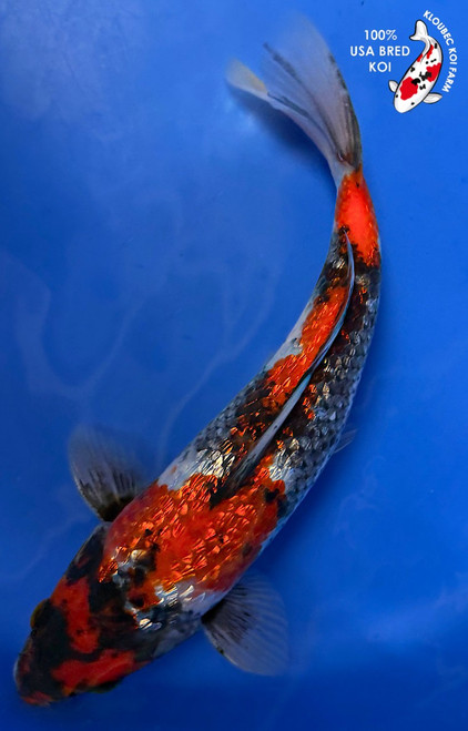 9" Gin Rin Showa Koi #K734(P2)