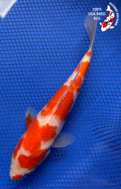 8" Rosie" Kohaku Koi #J791(S6)