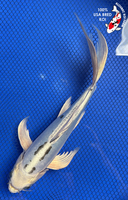 9.5" "Luna" Kikokuryu Butterfly Koi #J794(S6)