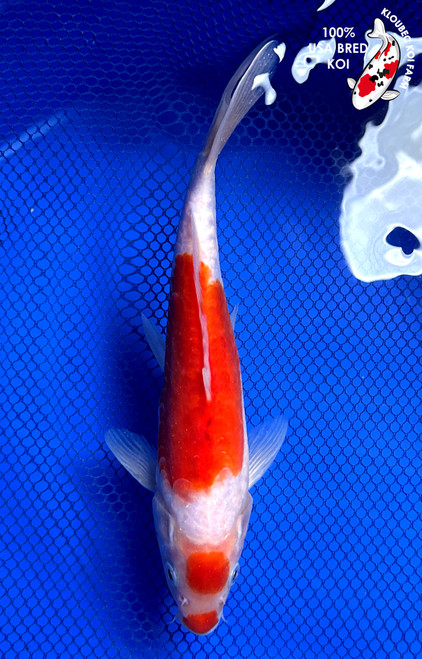 Red Koi Fish | Showa, Benigoi & Kohaku Koi | Kloubec Koi Farm