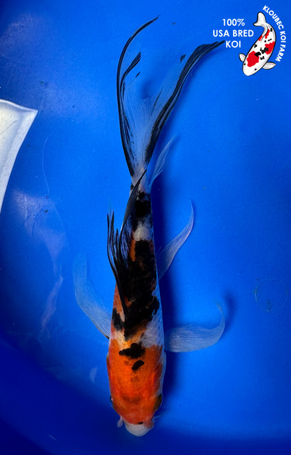 6" Showa Butterfly Koi #J7143(H3)