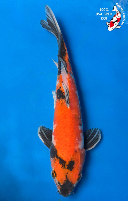 14" Showa Koi #K7114(S9)