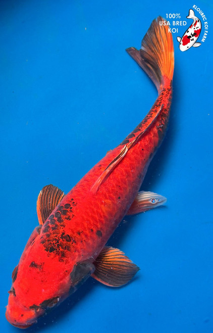 13" Kin Hi Utsuri Koi #K7116(S9)