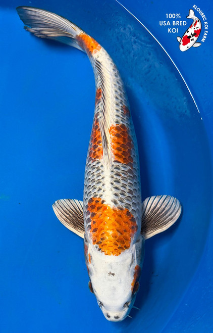 17" Kujaku Koi #K71111(S9)