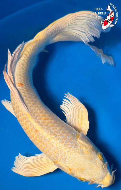 14" Yamabuki Ogon Butterfly Koi #K71112(S9)