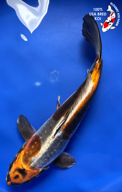11" "Maple" Beni Kikokuryu Koi #J7912(S6)