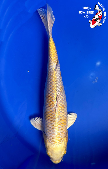 11" "Limon" Yamabuki Hariwake Koi #J7914(S6)