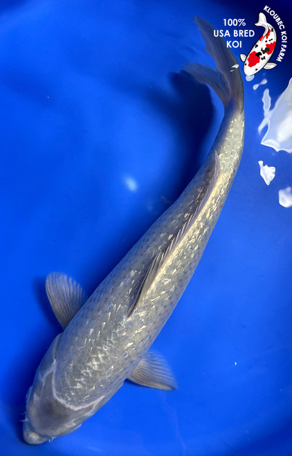 Koi Fish for Sale | Japanese Koi Varieties Online | Kloubec Koi