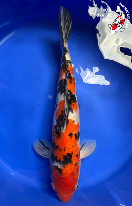 Koi Fish for Sale | Japanese Koi Varieties Online | Kloubec Koi