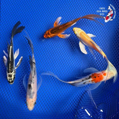Red Koi Fish | Showa, Benigoi & Kohaku Koi | Kloubec Koi Farm