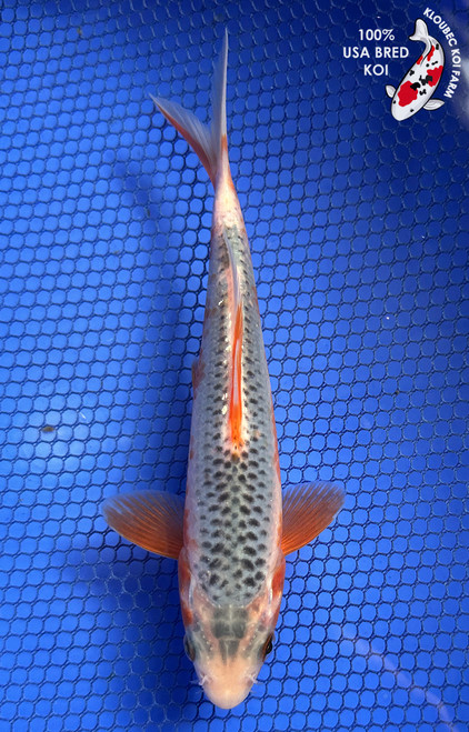 Blue Koi Fish for Sale | Asagi, Shusui & Butterfly Koi | Kloubec