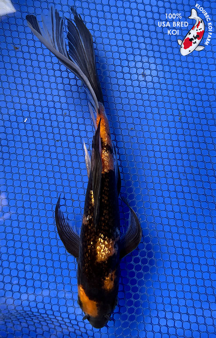 7" Gin Rin Hi Utsuri Butterfly Koi #J7947(P12)