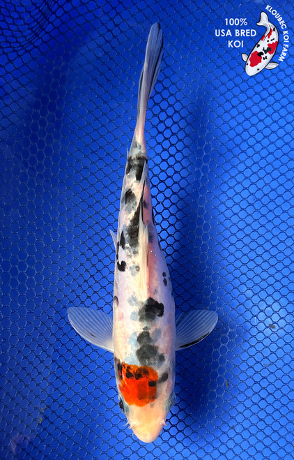 7" "Halo" Doitsu Tancho Sanke Koi #J7948(P12)