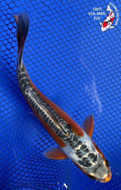 6.5" "River" Shusui Koi #J7949(P12)