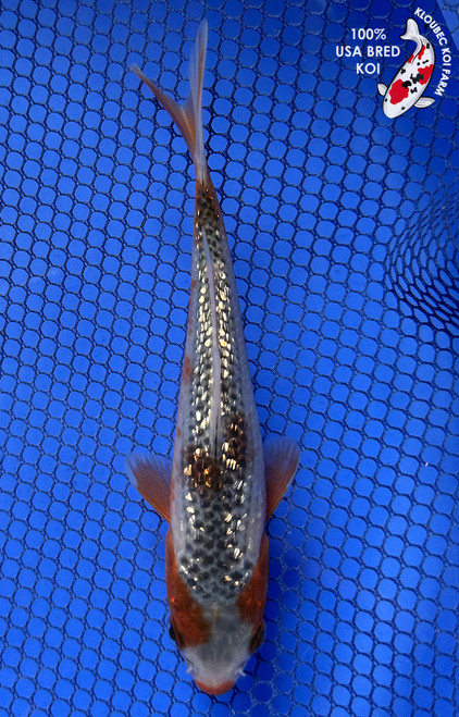 5.5" "Sparky" Gin Rin Asagi Koi #J7952(H2)