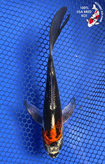 6" "Onyx" Beni Kikokuryu Butterfly Koi #J7954(H2)