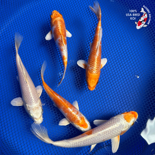(5) 6-7" Koi "Citrus Splash Collection" #J7927(H6)