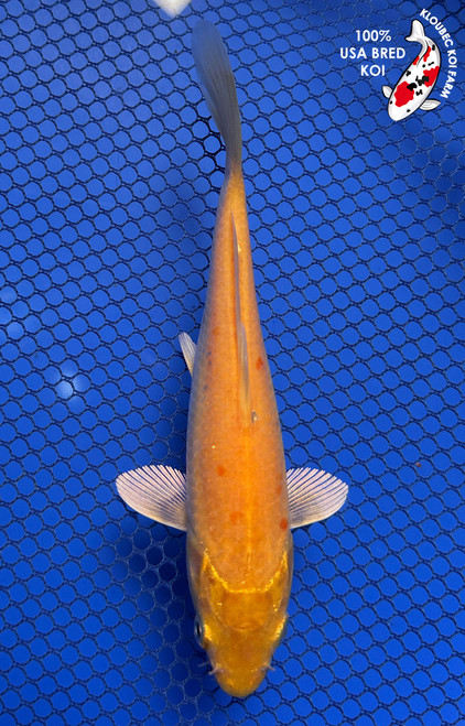 5.5" "Marigold" Gin Rin Kigoi Koi #J7930(P12)