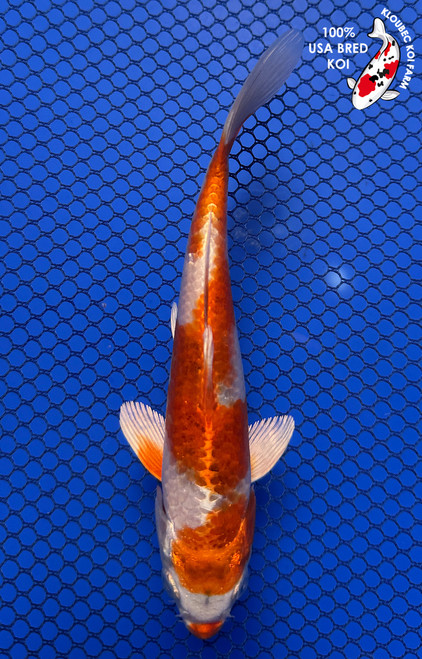 5.5" "Citrine" Hariwake Koi #J7931(P12)