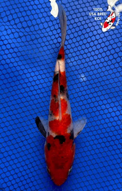 6.5" Showa Koi #J7932(P12)