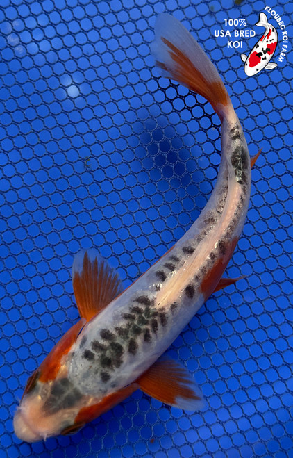 6.5" Shusui Koi #J7933(P12)