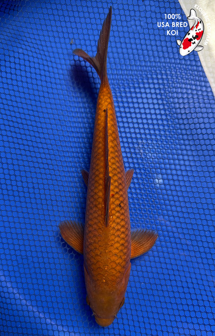 9.5" "Teddy" Chagoi Koi #J7935(P12)