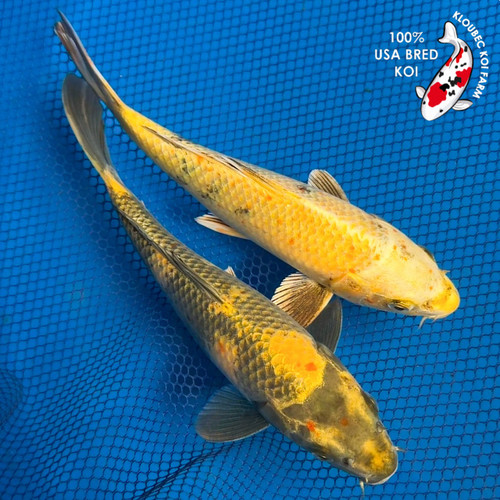 (2) 9" "GO HAWKS!" Ki Utsuri Koi Pair #K7242(X2)