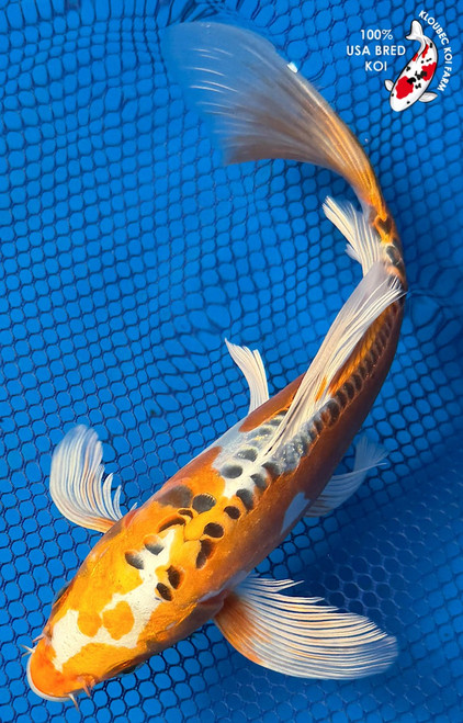 9" "Isabella" Doitsu Butterfly Koi  #B7245(X7)