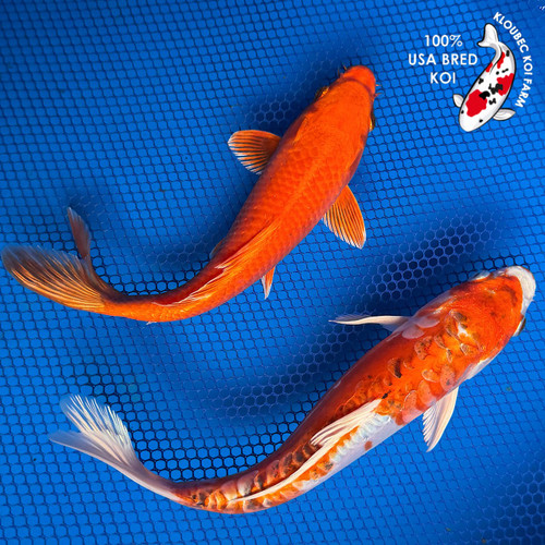 (2) 8" "Fred & Ginger" Koi Couple #K72410(X10)