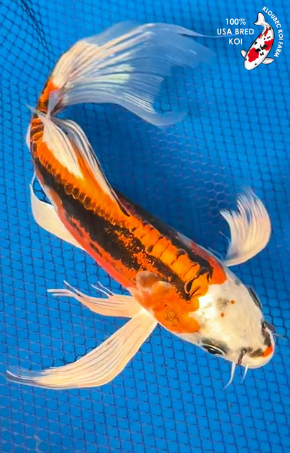 8" "Amelia" Koi #K72411(X19)