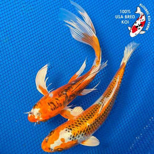 (2) 8" "Thunder & Lightning" Koi Couple #K72412(X19)